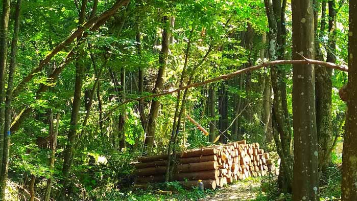 Доставките на дърва за огрев вървят по график